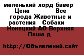 маленький лорд бивер › Цена ­ 10 000 - Все города Животные и растения » Собаки   . Ненецкий АО,Верхняя Пеша д.